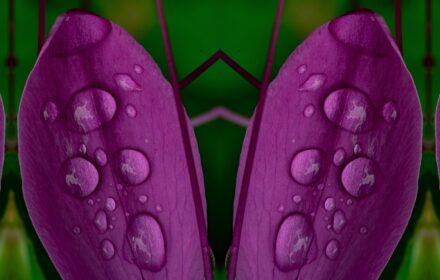 Cleome Dip 12A Quad C