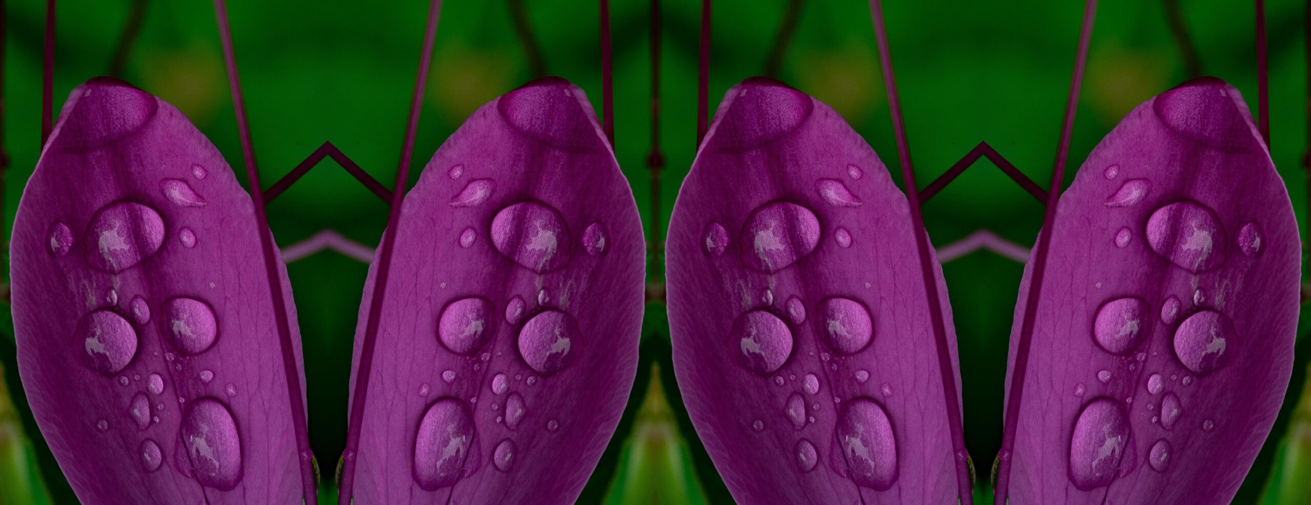 Cleome Dip 12B Quad C