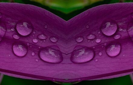Cleome Dip 12C