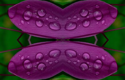 Cleome Dip 12C Quad B