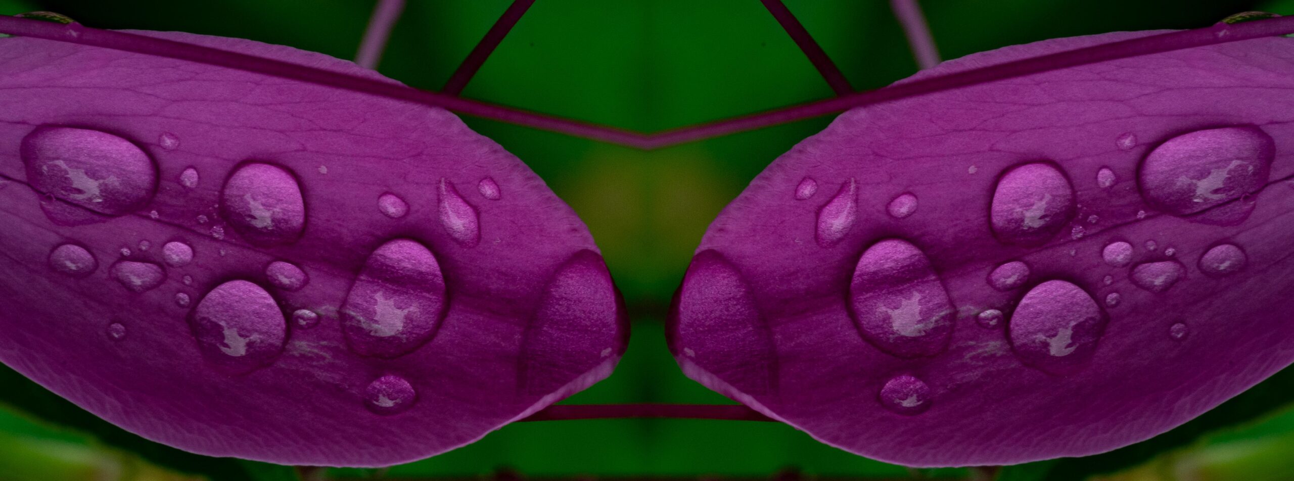 Cleome Dip 12E