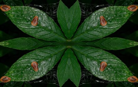 Cleome Dip 13D Quad A