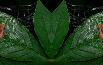 Cleome Dip 13E