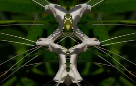 Cleome Dip 6A