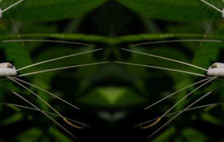 Cleome Dip 6B