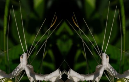 Cleome Dip 6D