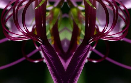 Cleome Dip 8A
