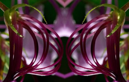Cleome Dip 8B Crop