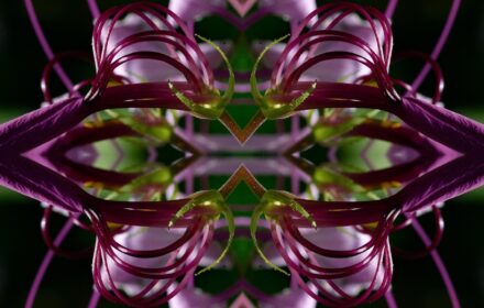 Cleome Dip 8C Quad B
