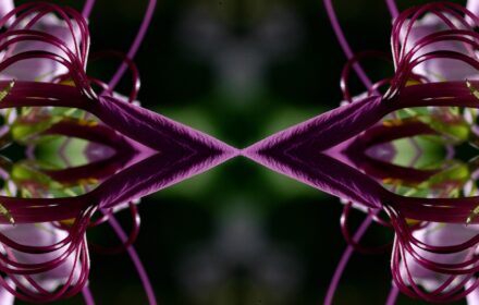Cleome Dip 8D Quad B