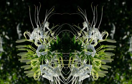 Cleome Dip 9A