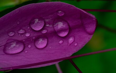 Cleome 12 Gallery