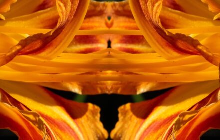 Day Lily Dip 10A