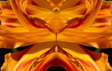 Day Lily Dip 10B