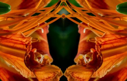 Day Lily Dip 3D