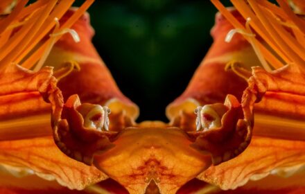 Day Lilies