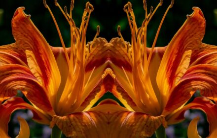 Day Lily Dip 4A