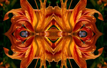 Day Lily Dip 4A Quad A