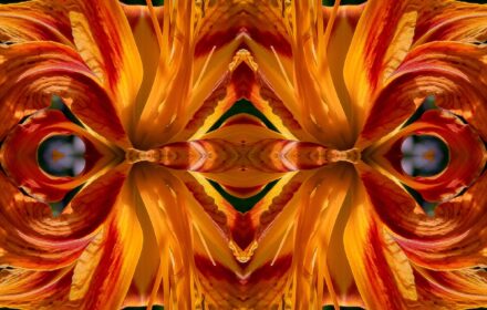 Day Lily Dip 4A Quad A Crop
