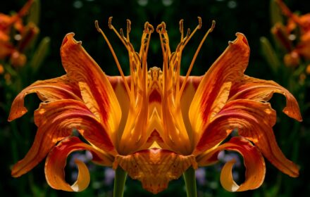 Day Lily Dip 4B