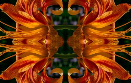 Day Lily Dip 4C Quad A Crop