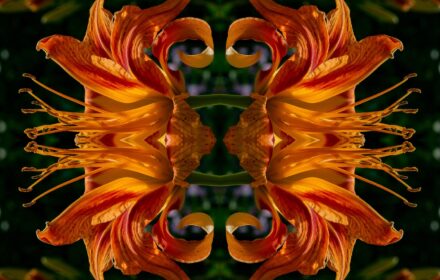 Day Lily Dip 4C Quad A