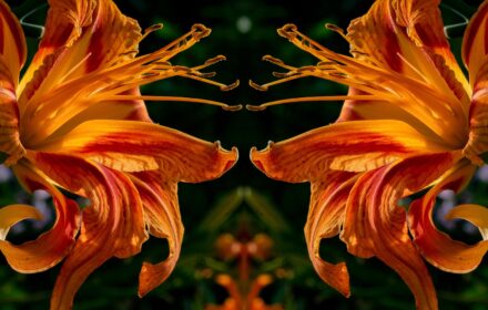 Day Lily Dip 4D