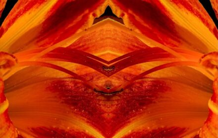 Day Lily Dip 5A