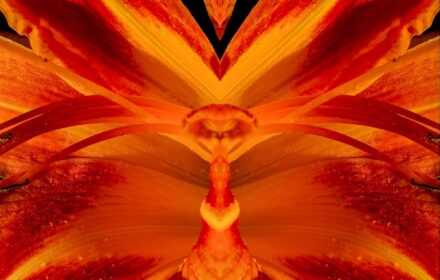 Day Lily Dip 5B