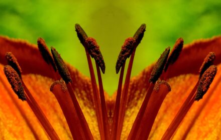 Day Lily Dip 6A-2