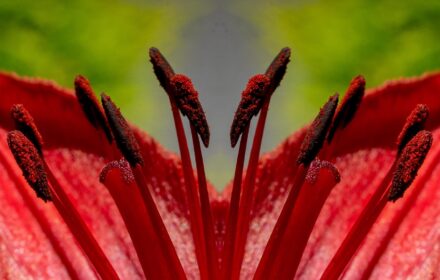 Day Lily Dip 6A