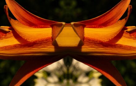 Day Lily Dip 8A