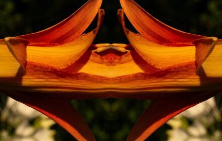 Day Lily Dip 8B
