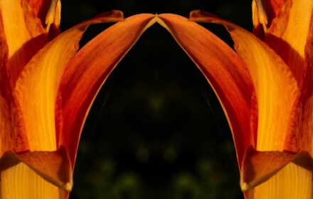 Day Lily Dip 8C