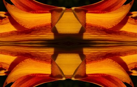 Day Lily Dip 8E Quad A