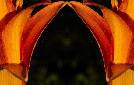 Day Lily Dip 8F