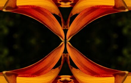 Day Lily Dip 8F Quad B