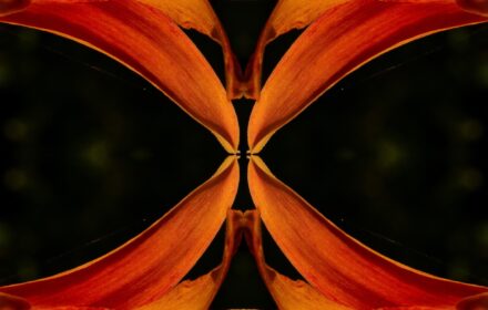 Day Lily Dip 8F Quad B Crop