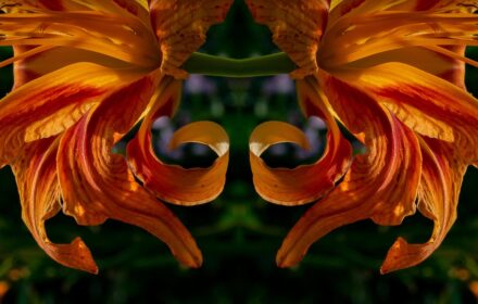 Day Lily dip 4C