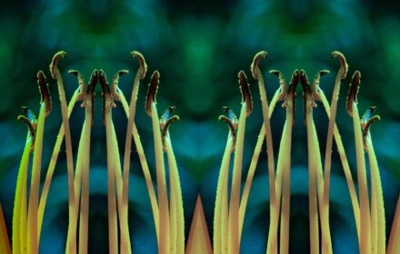 Day Lily Quad A Color A