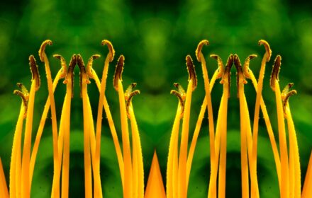 Day Lily Quad A Color B