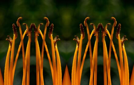 Day Lily Quad A