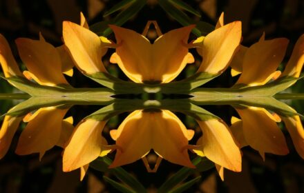 Gladioli Gallery