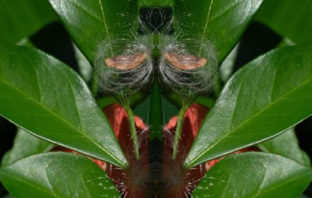 Milkweed Dip 2A