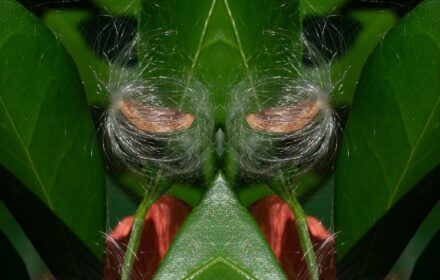 Milkweed Dip 2B