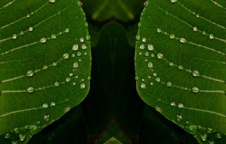 Poinsettia 1A
