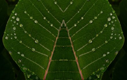 Poinsettia 1C