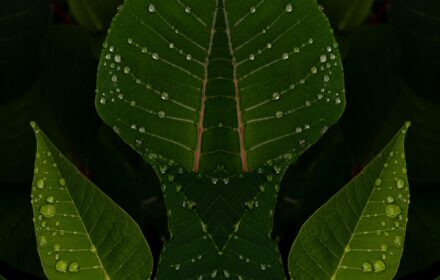 Poinsettia 2A