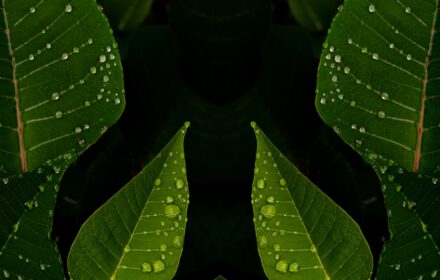Poinsettia 2B