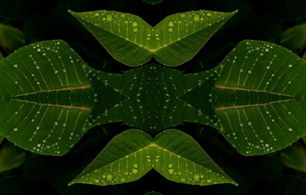 Poinsettia 2C Quad B